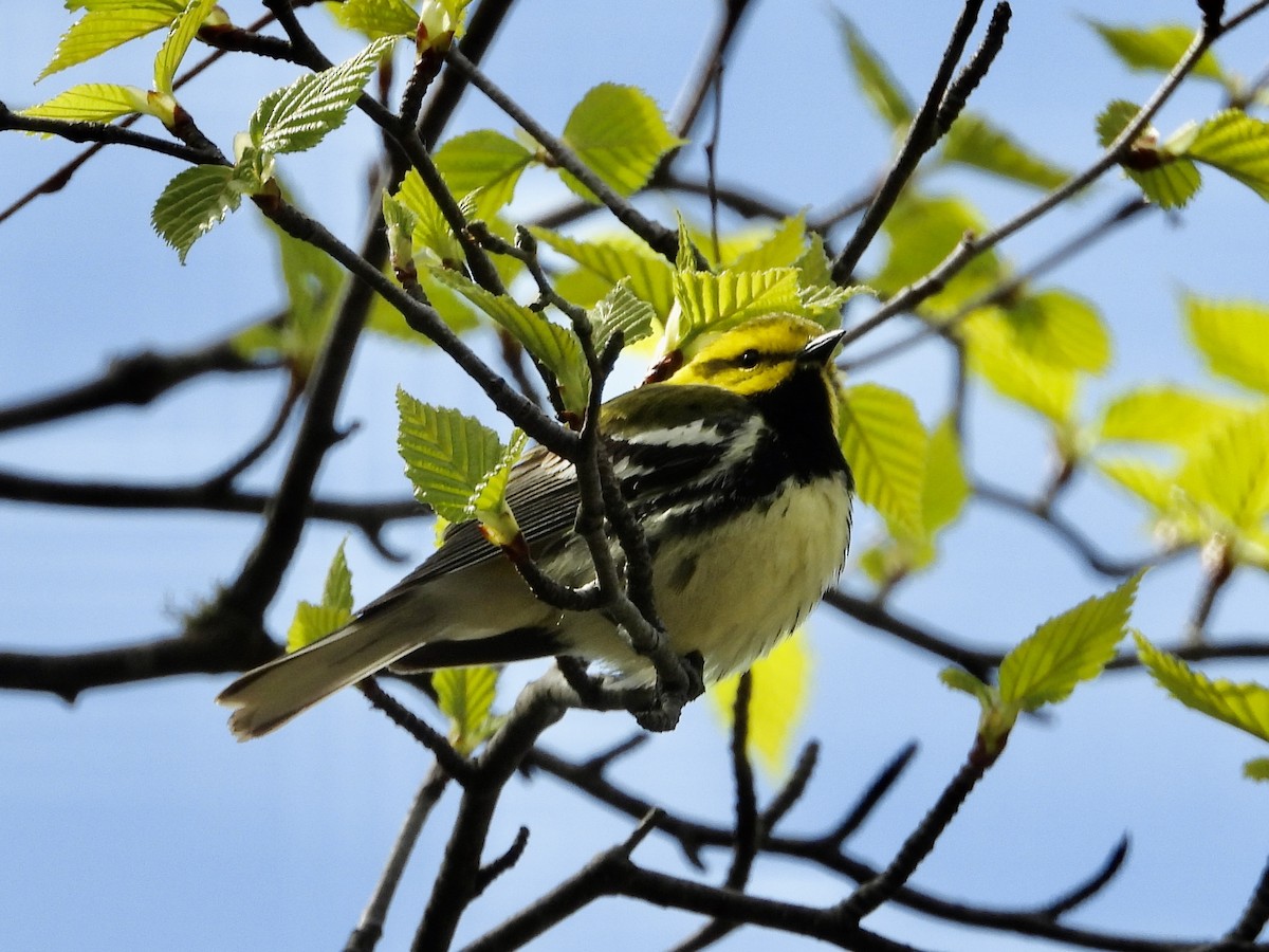 Black-throated Green Warbler - ML619647296