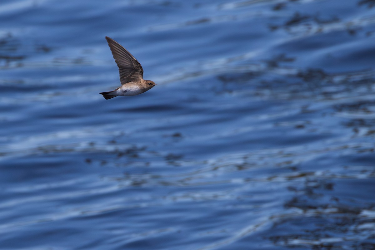 Northern Rough-winged Swallow - ML619647309