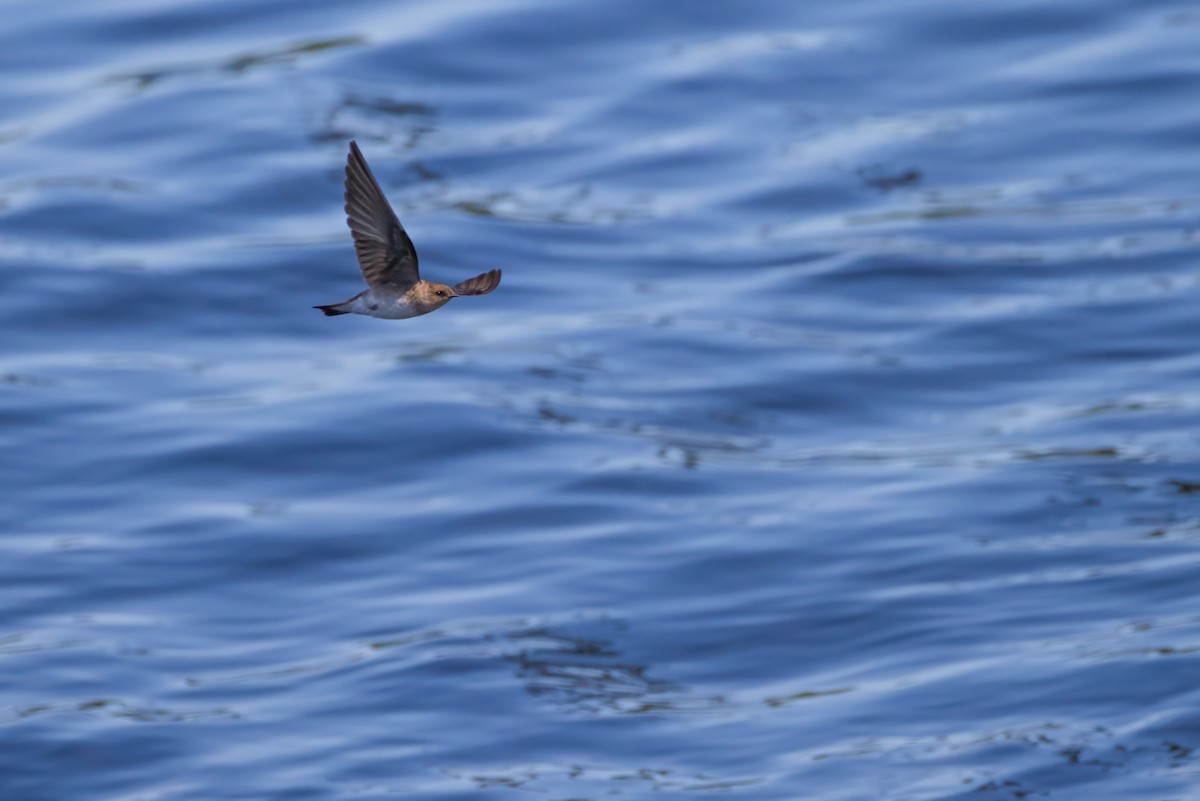 Northern Rough-winged Swallow - ML619647310