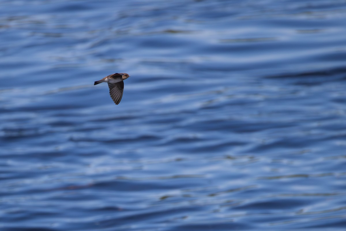 Northern Rough-winged Swallow - ML619647312