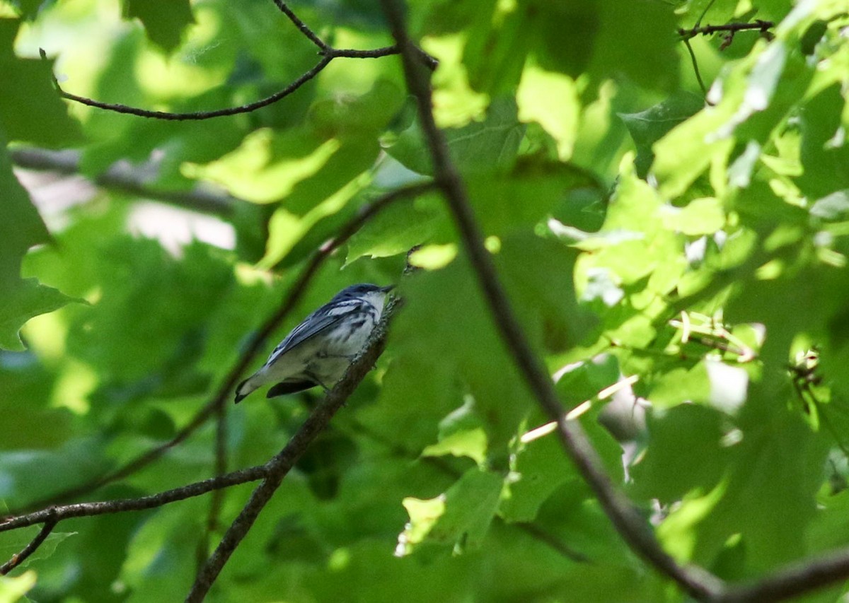 Cerulean Warbler - Lily Morello