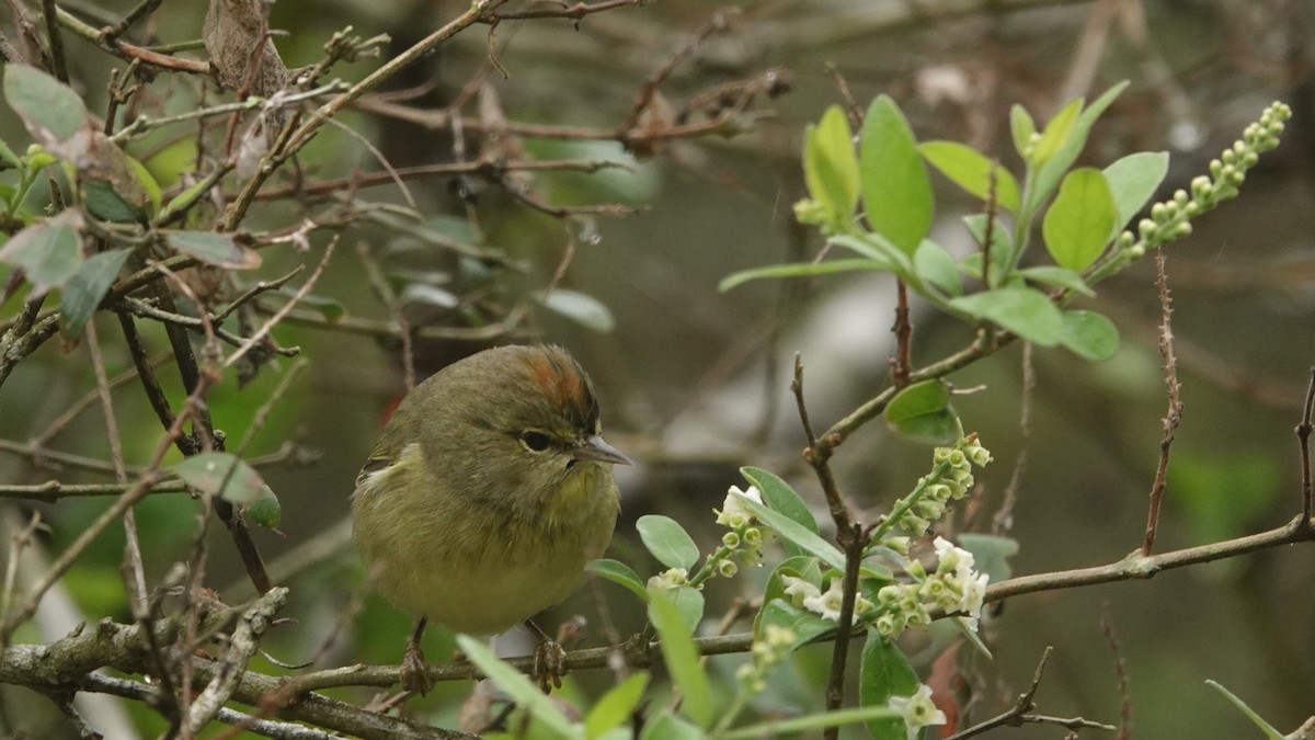 Orange-crowned Warbler - ML619647325