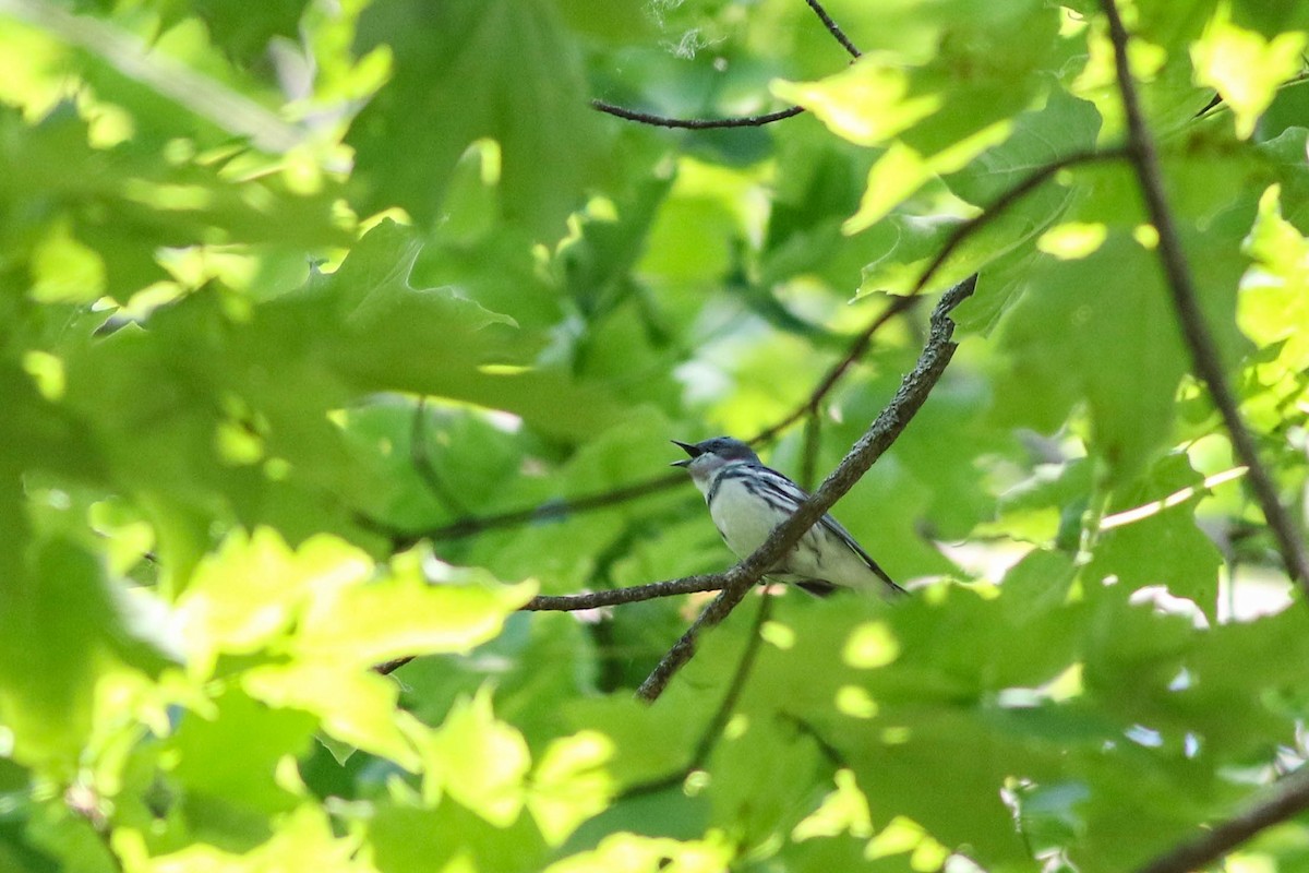 Cerulean Warbler - Lily Morello