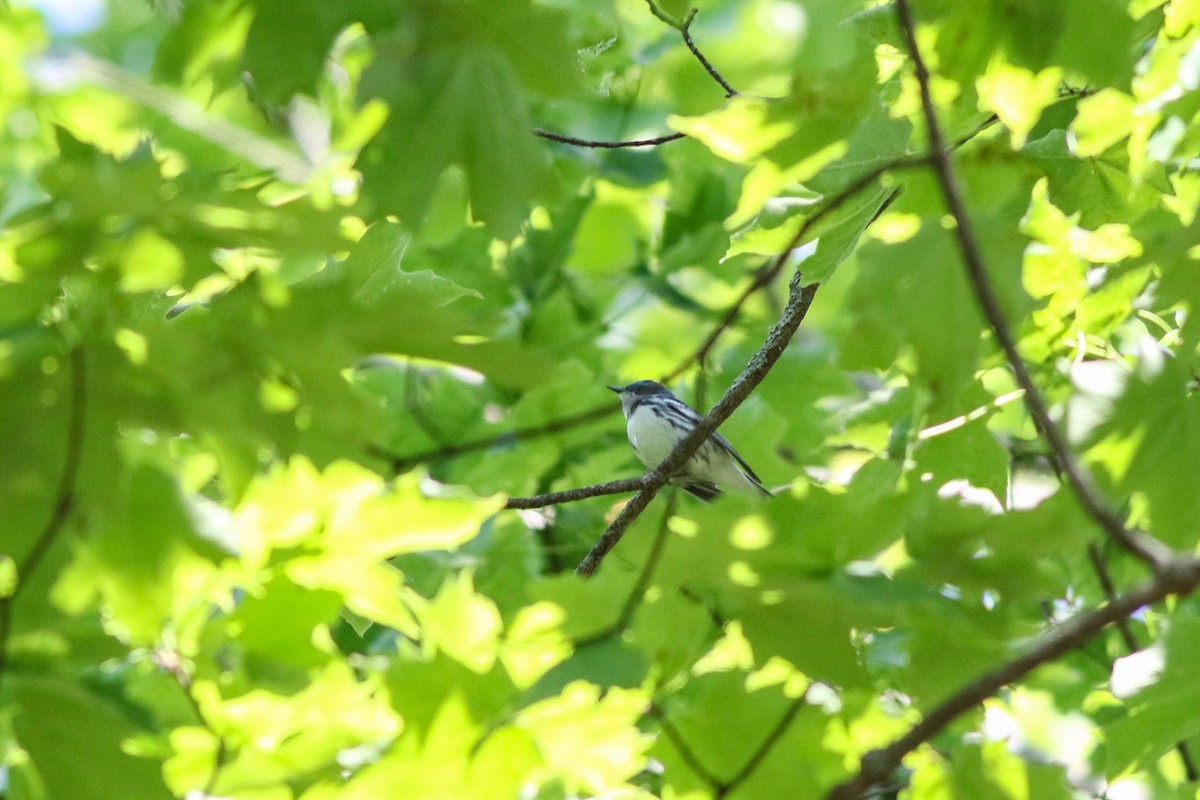 Cerulean Warbler - Lily Morello