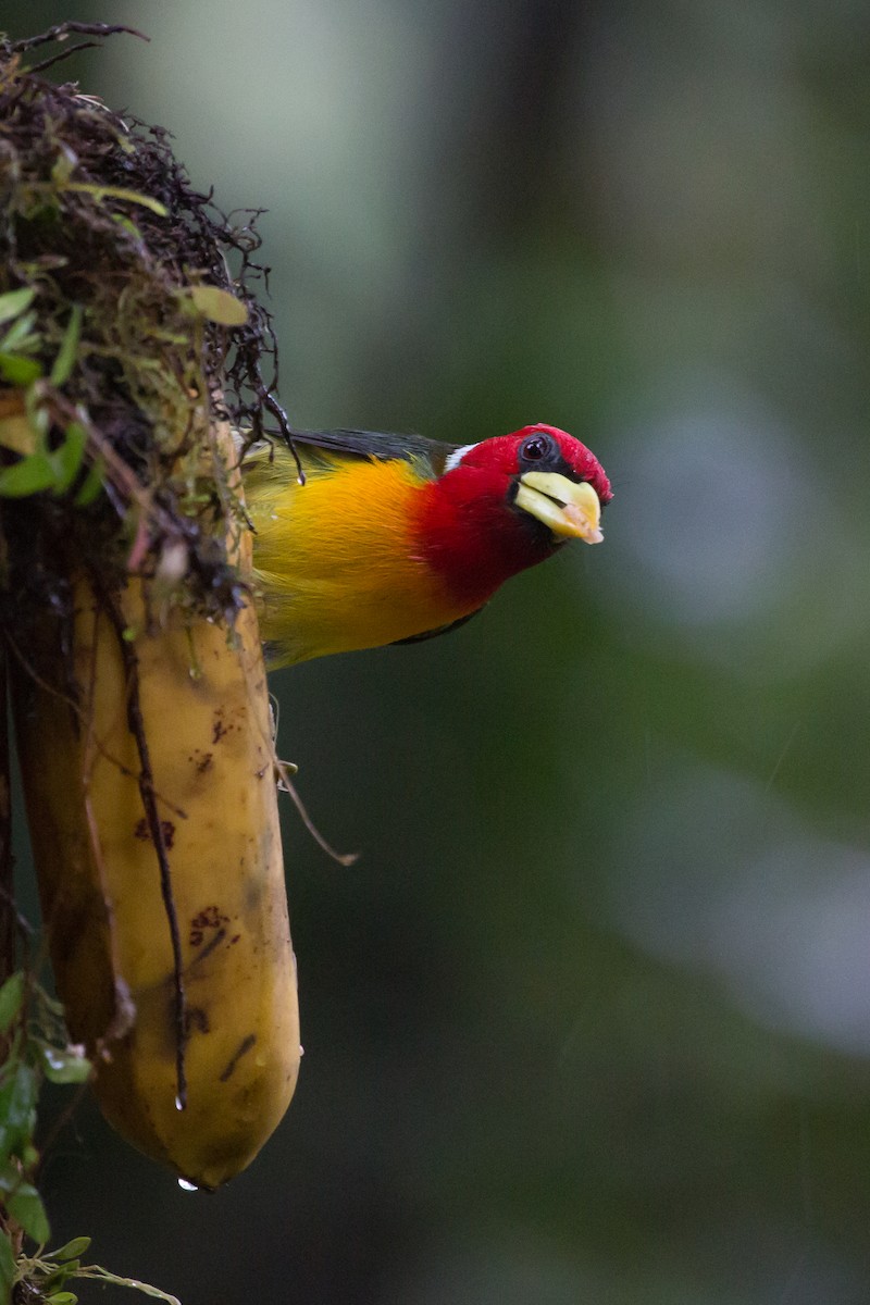 Red-headed Barbet - Brian Healy