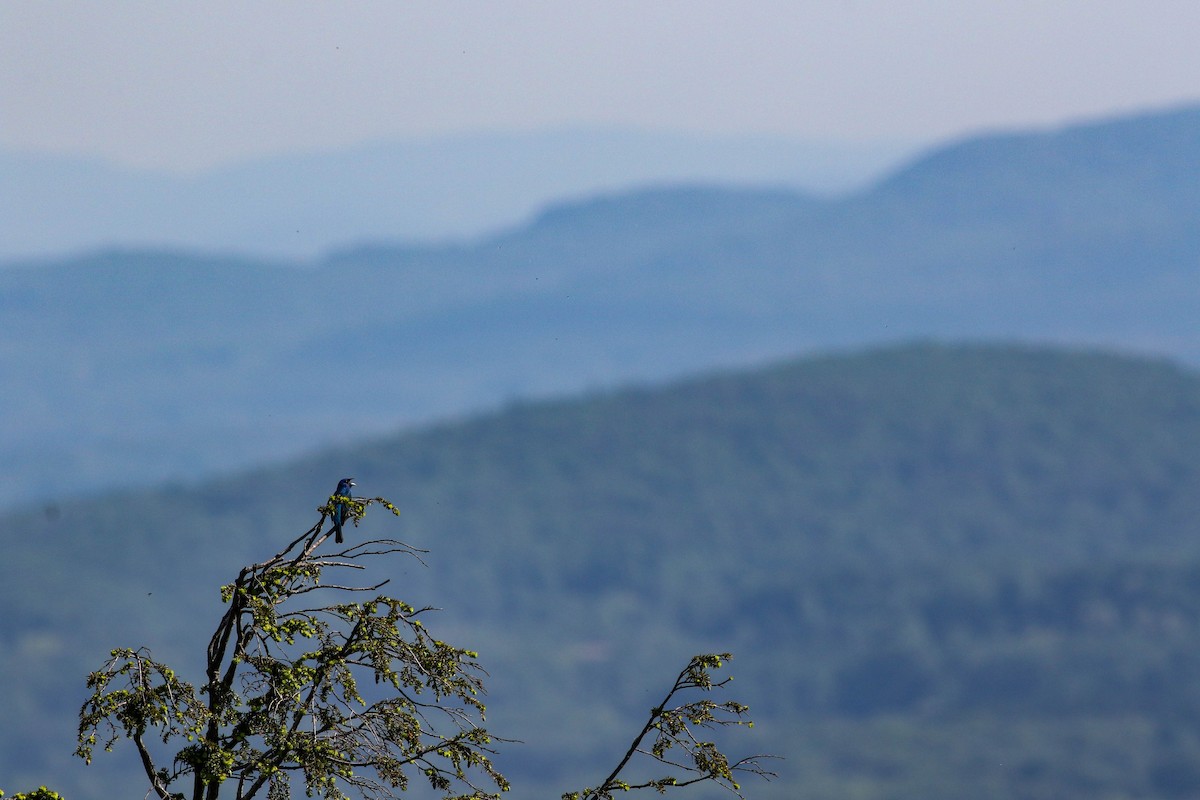 Indigo Bunting - Lily Morello