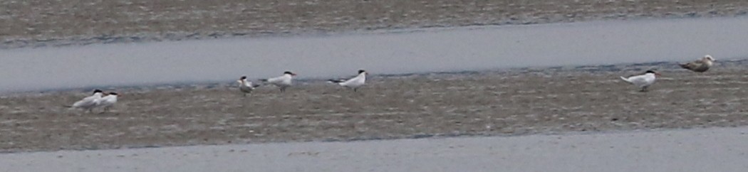 Caspian Tern - Mike Fung