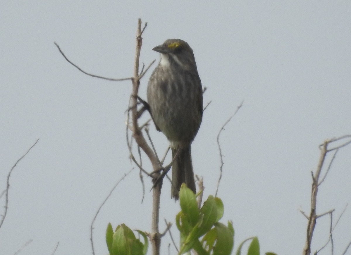 Seaside Sparrow - Fred Shaffer