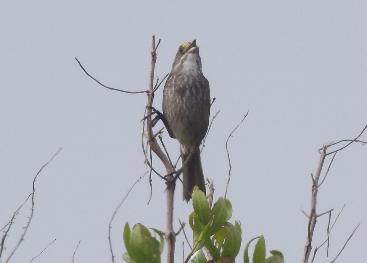 Seaside Sparrow - Fred Shaffer