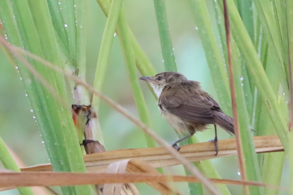 Clamorous Reed Warbler - David Morrison