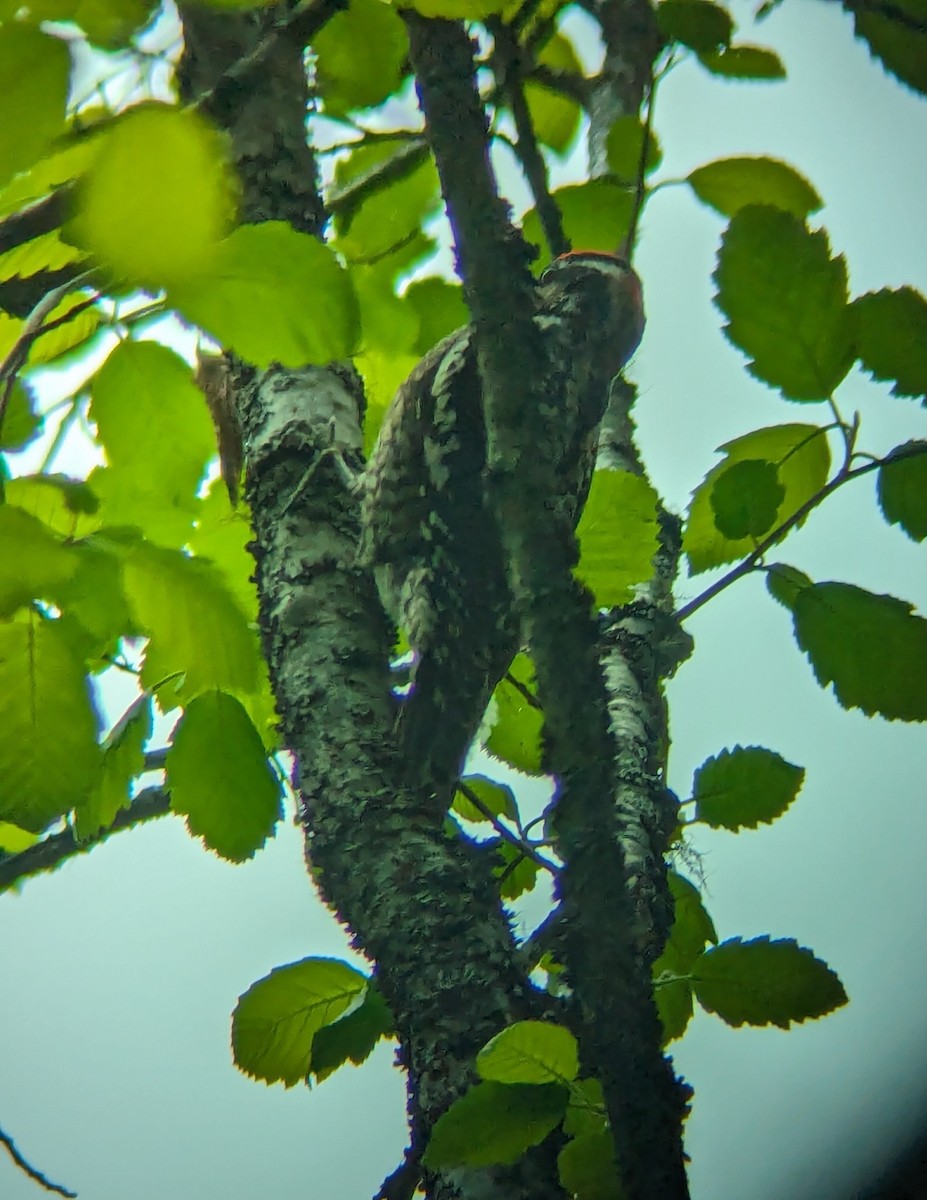 Red-naped Sapsucker - ML619647353