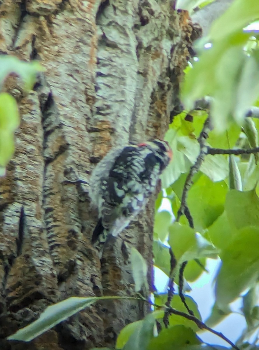 Red-naped Sapsucker - ML619647354