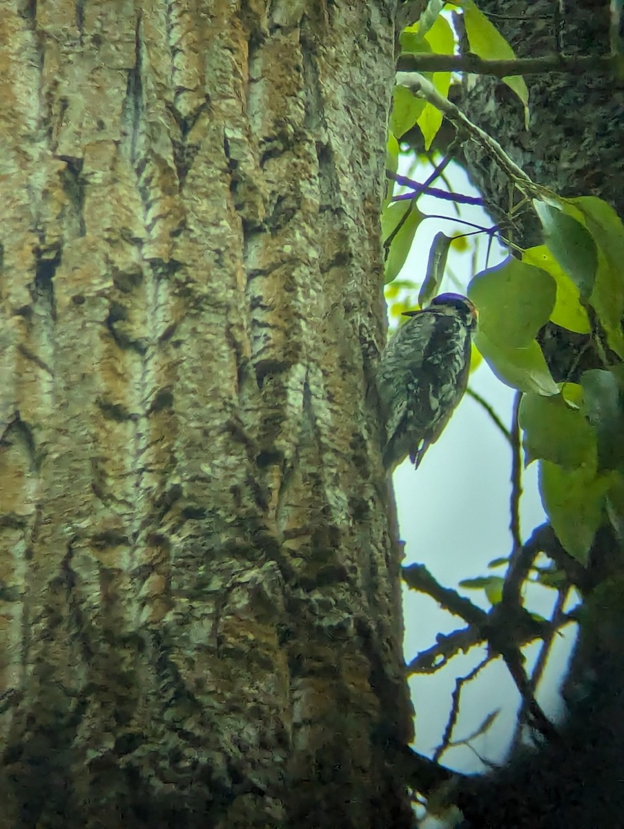 Red-naped Sapsucker - Jack N