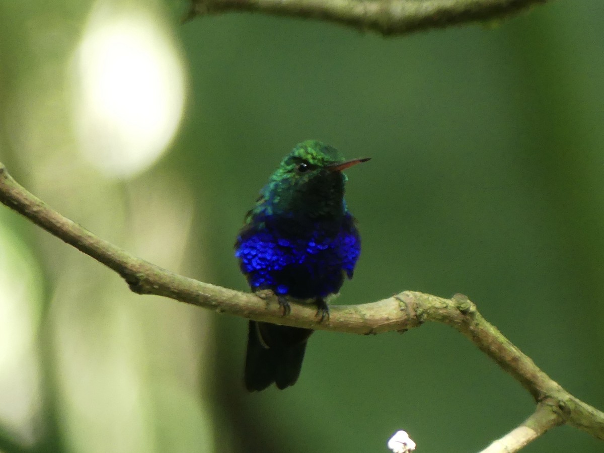Violet-bellied Hummingbird - Drake Bowser