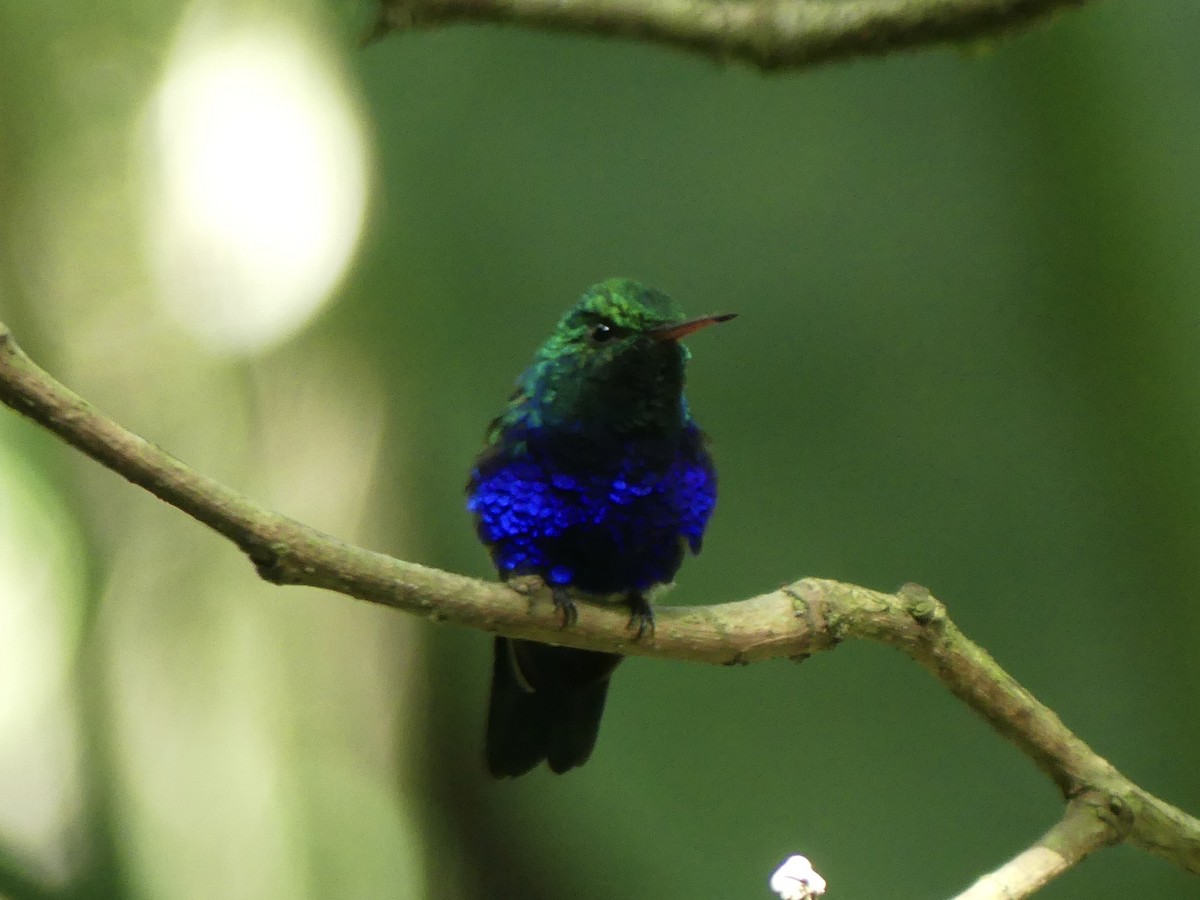 Violet-bellied Hummingbird - ML619647358