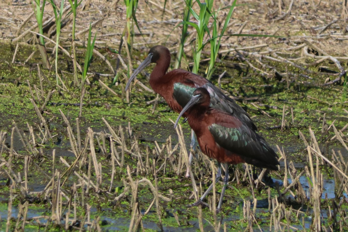 Glossy Ibis - ML619647360