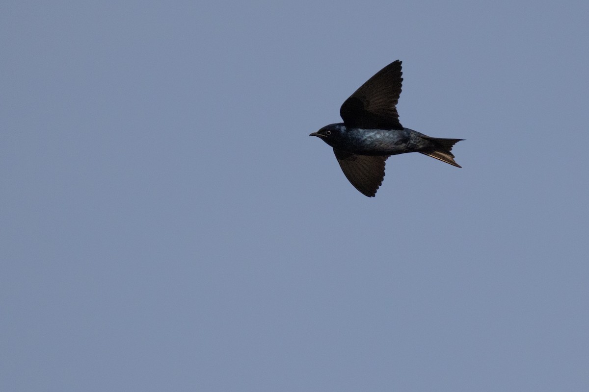 Purple Martin - Harris Stein