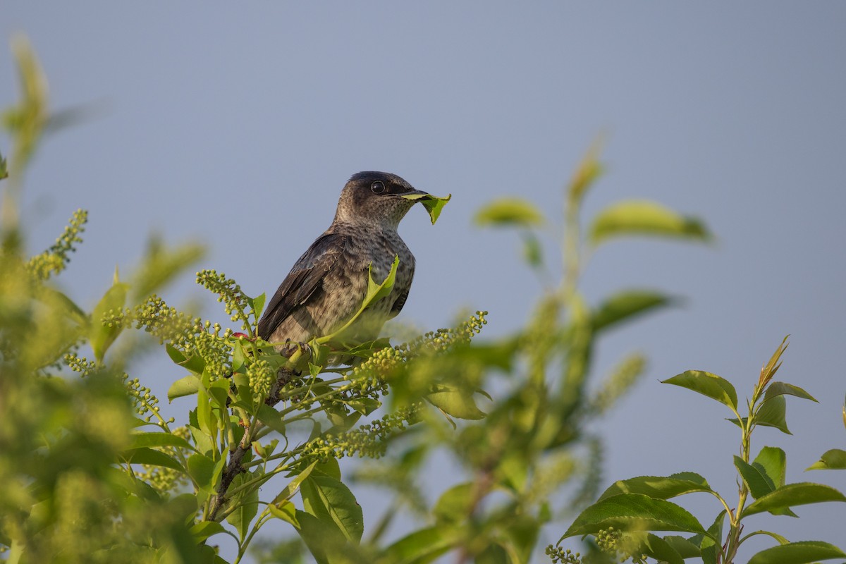 Purple Martin - Harris Stein