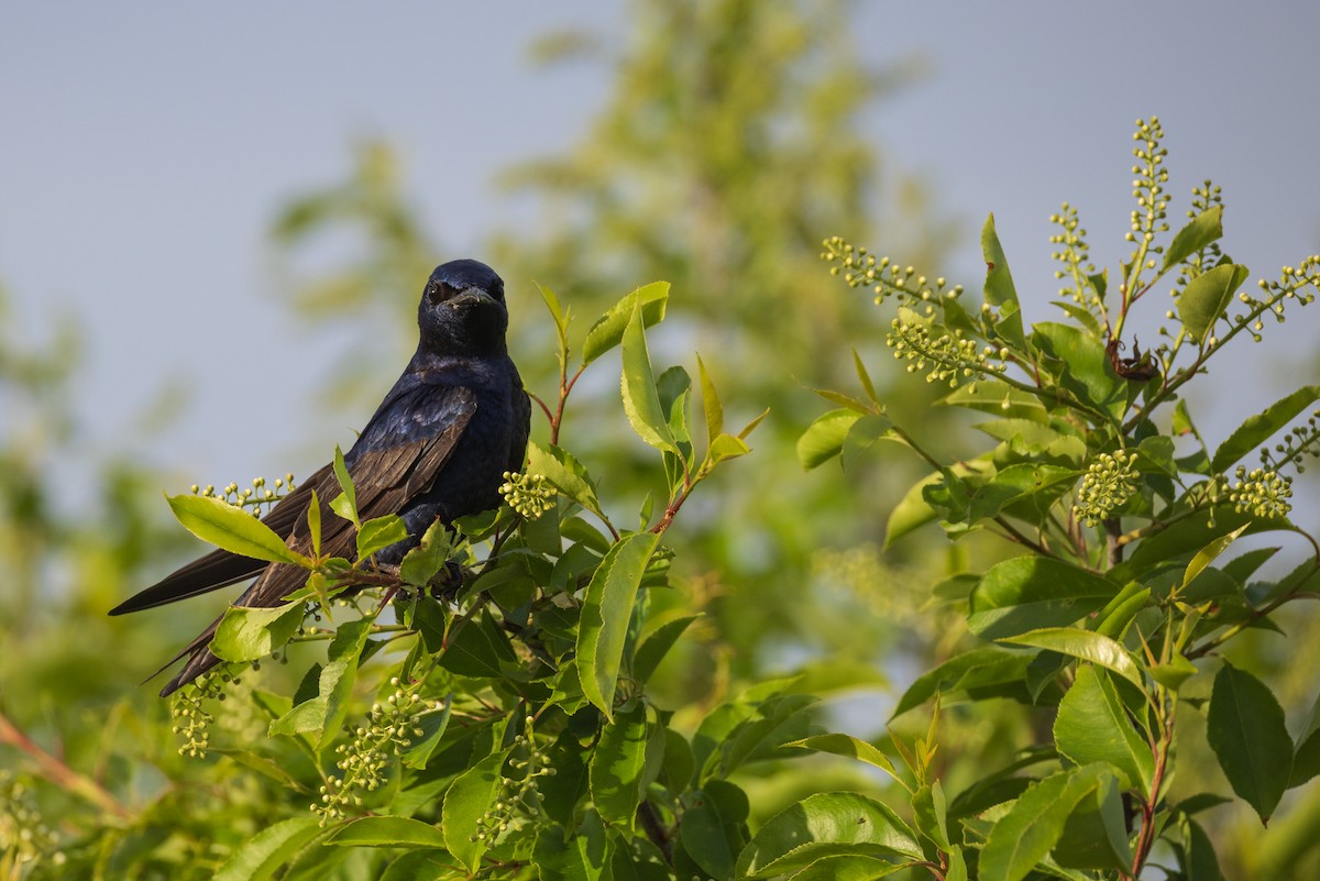 Purple Martin - ML619647370