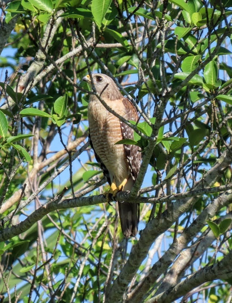 Red-shouldered Hawk - Marcia Yeip