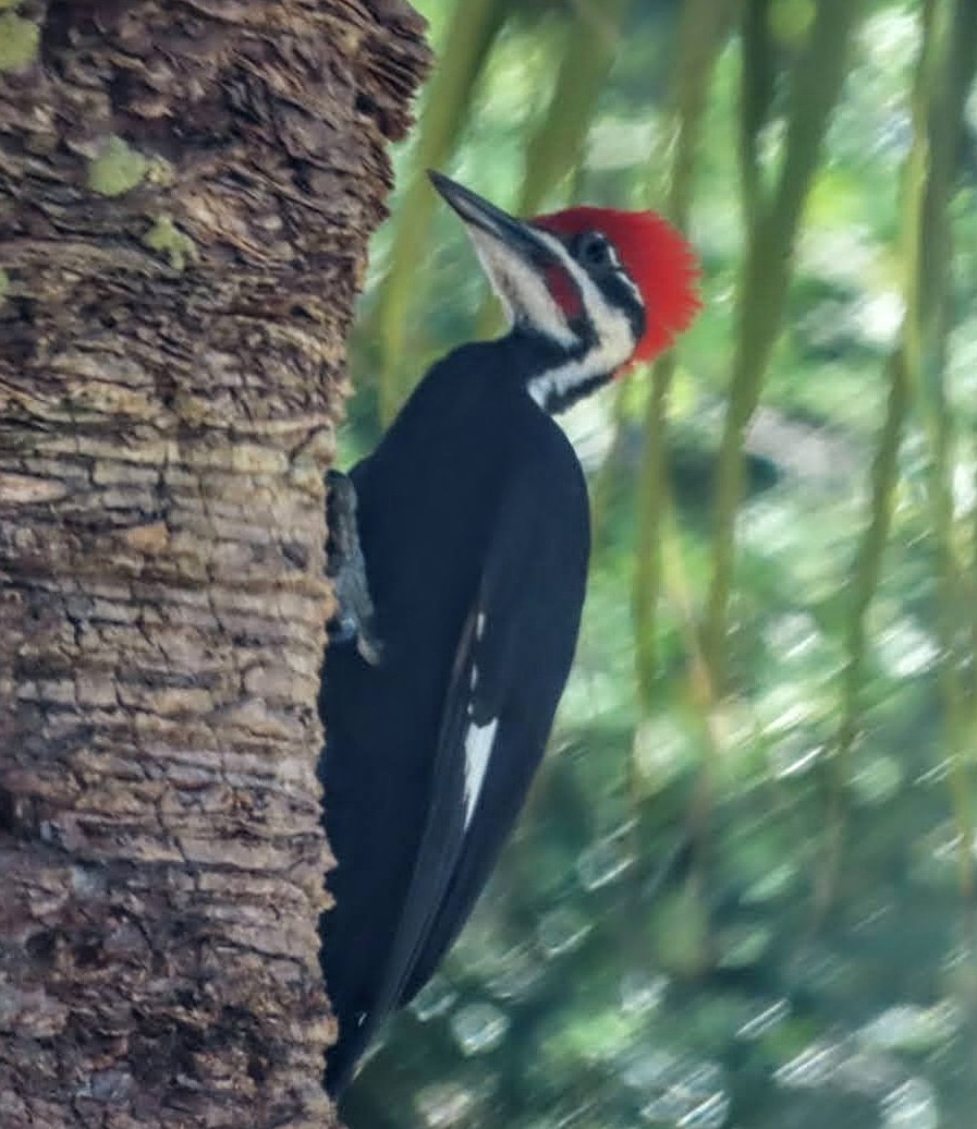 Pileated Woodpecker - Marcia Yeip