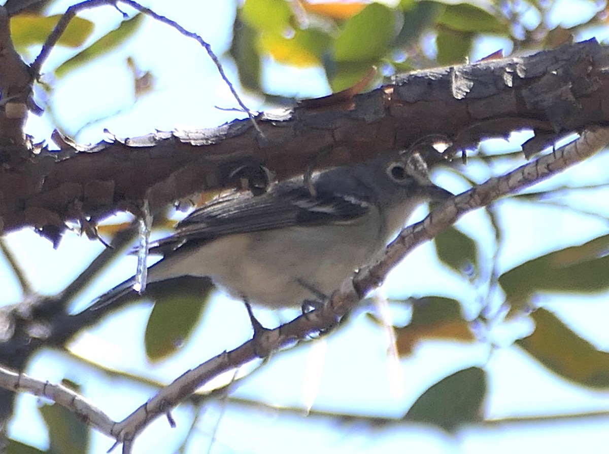 Plumbeous Vireo - ML619647381