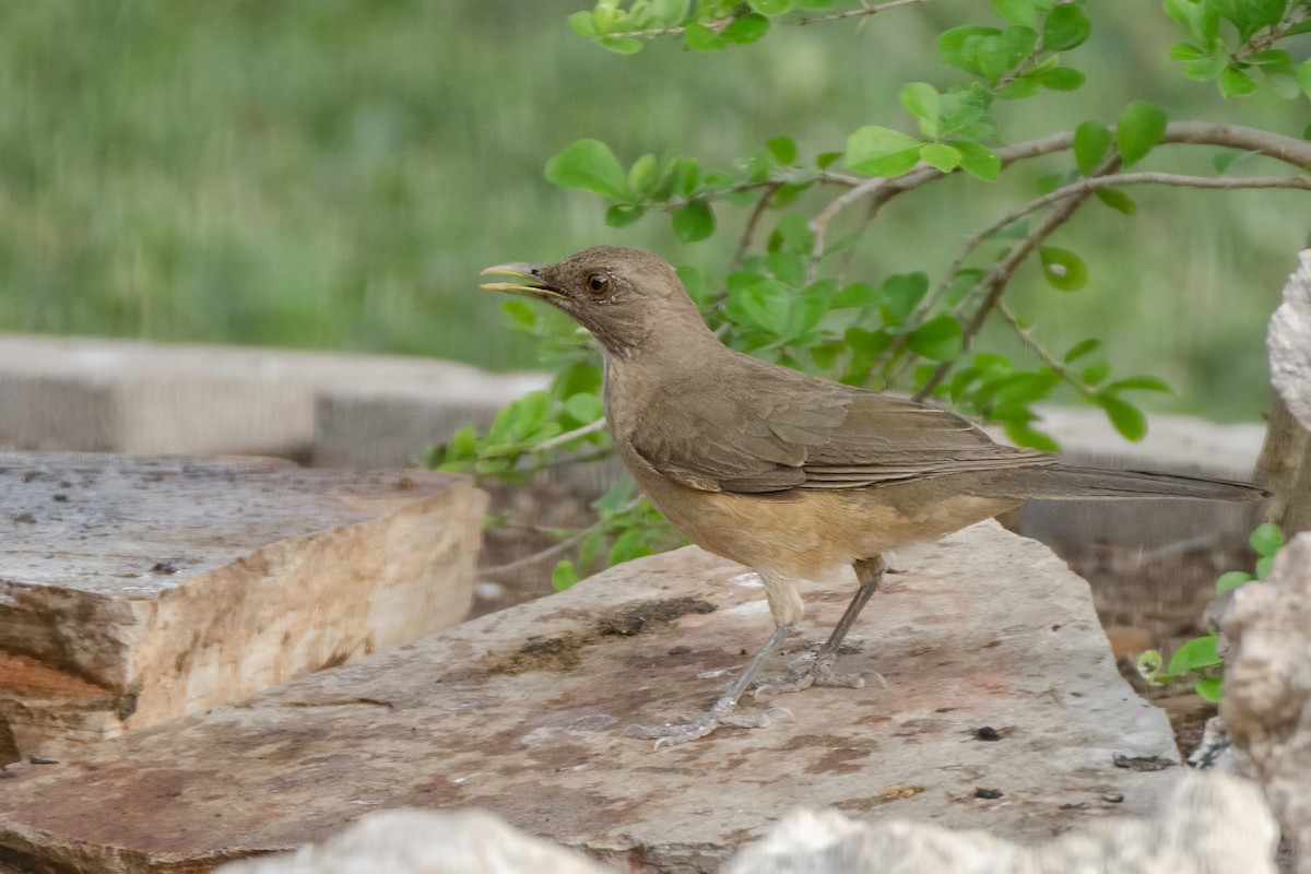 Clay-colored Thrush - Mike Stewart