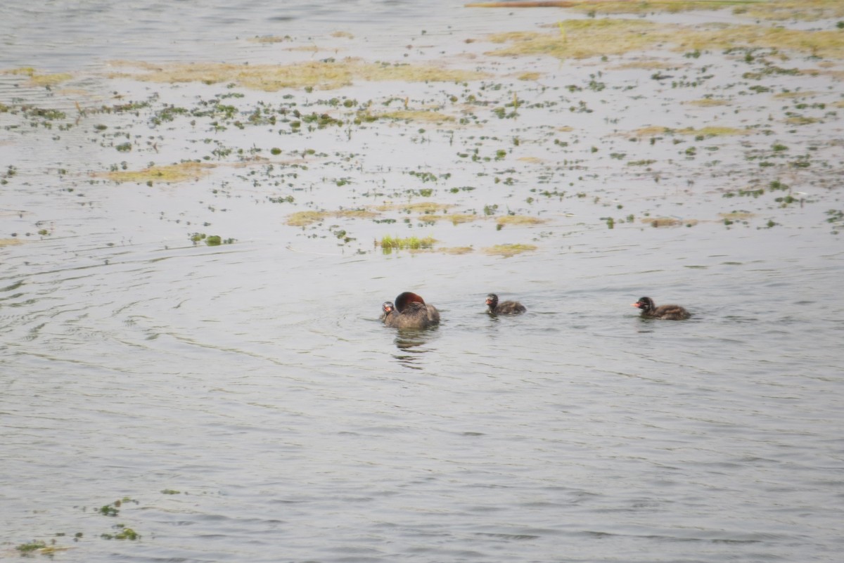 Little Grebe - Anonymous