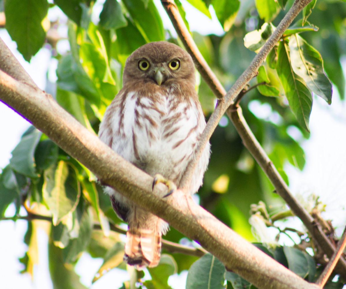 Ferruginous Pygmy-Owl - Adalberto Gonzalez