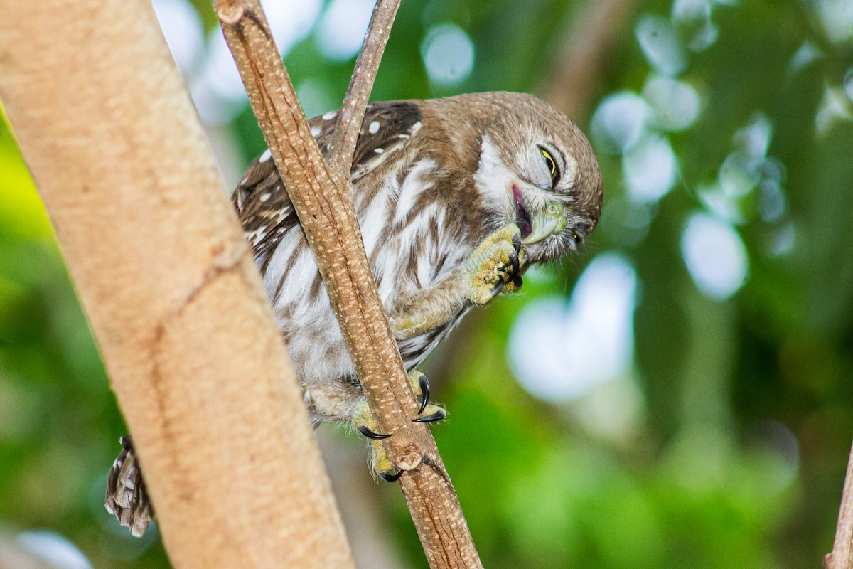 Ferruginous Pygmy-Owl - Adalberto Gonzalez