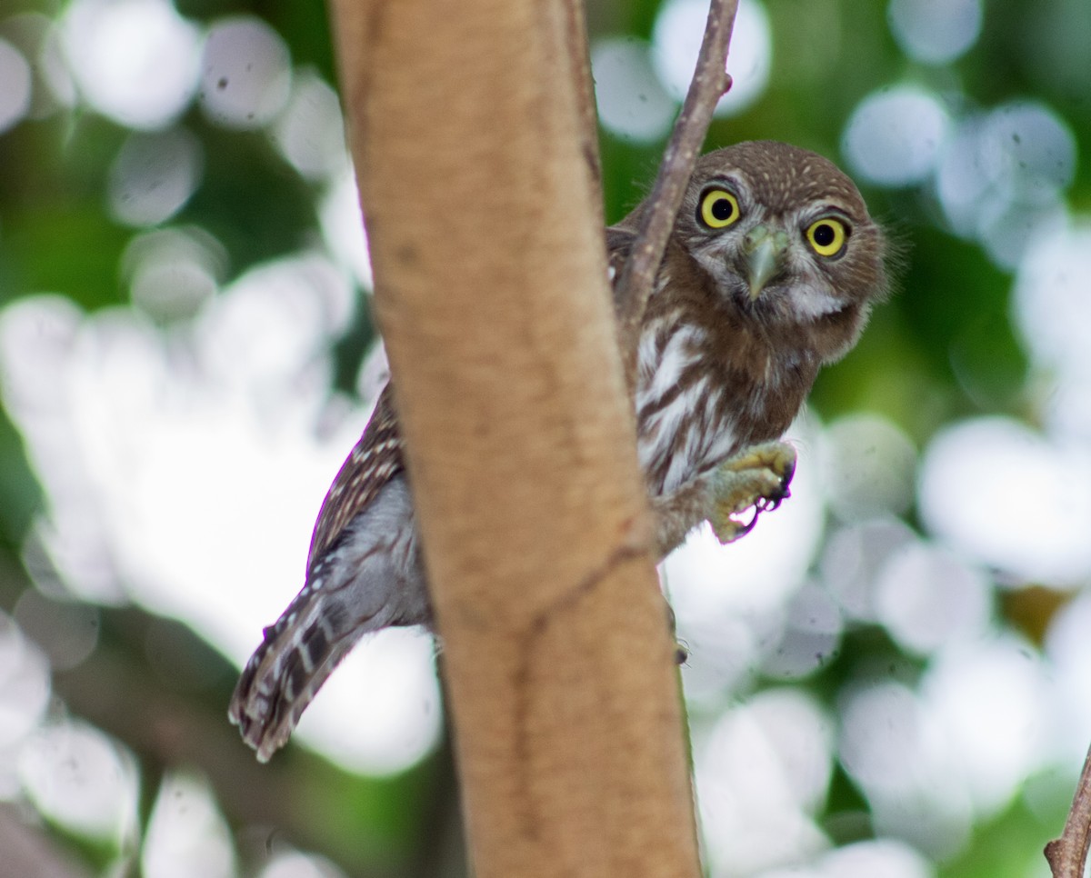 Ferruginous Pygmy-Owl - Adalberto Gonzalez