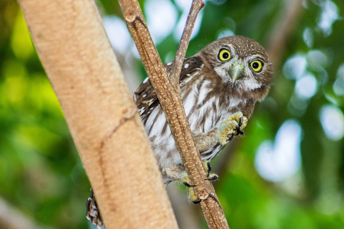 Ferruginous Pygmy-Owl - Adalberto Gonzalez