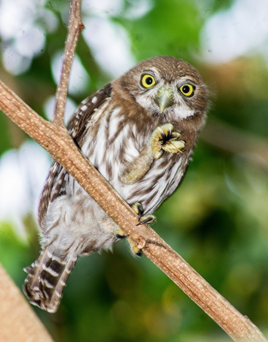 Ferruginous Pygmy-Owl - Adalberto Gonzalez