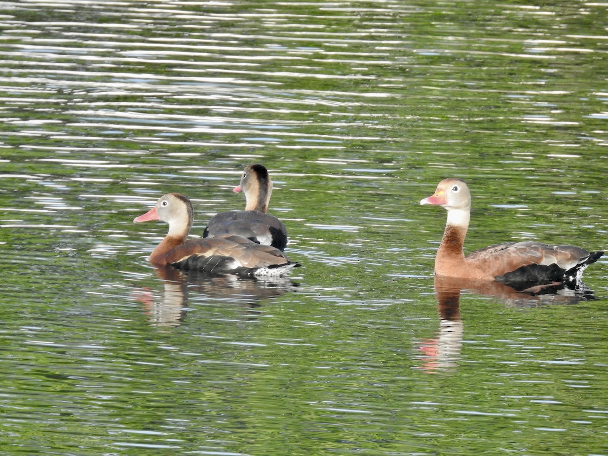 Black-bellied Whistling-Duck - Kurt Schwarz