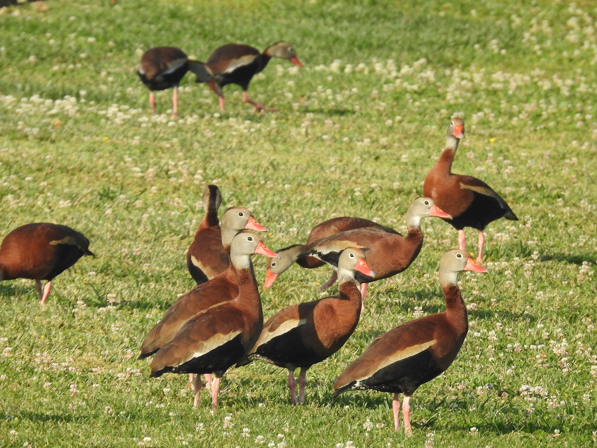 Black-bellied Whistling-Duck - ML619647422