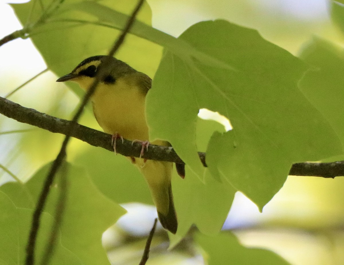 Kentucky Warbler - Carla Morris