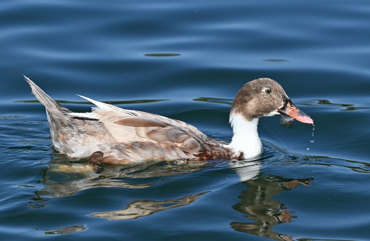 Muscovy Duck x Mallard (hybrid) - Ryan O'Donnell