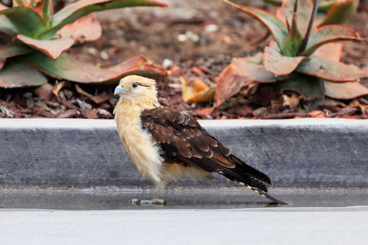 Yellow-headed Caracara - Stephanie Schonberger