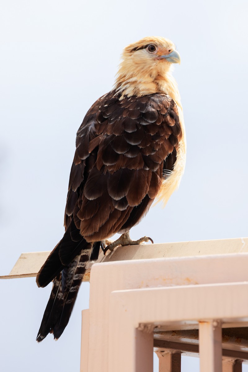 Yellow-headed Caracara - Stephanie Schonberger