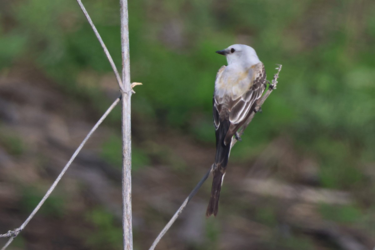 Scissor-tailed Flycatcher - Stephen Chan