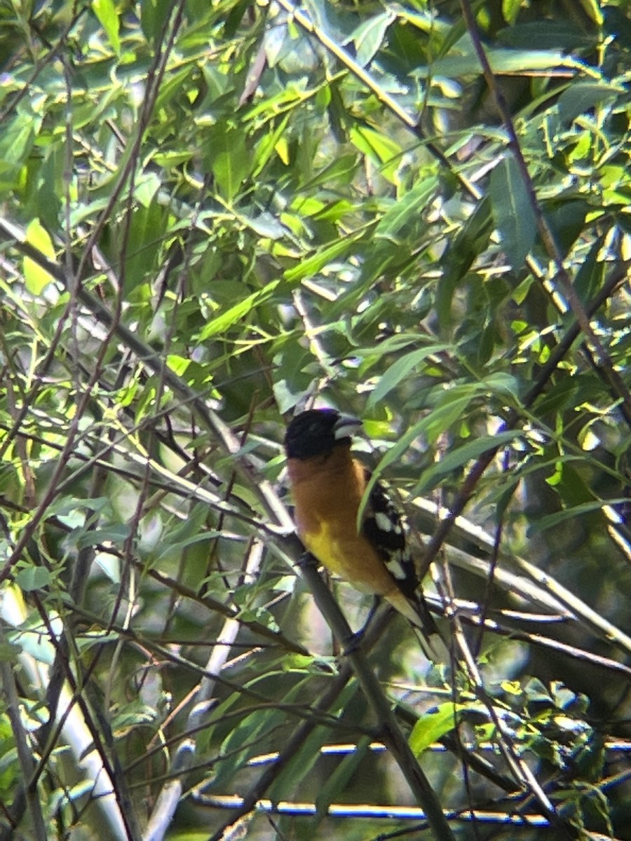 Black-headed Grosbeak - William Pearce