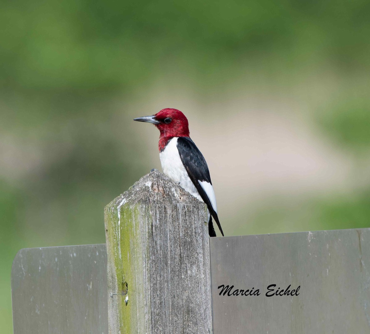Red-headed Woodpecker - Marcia Eichel