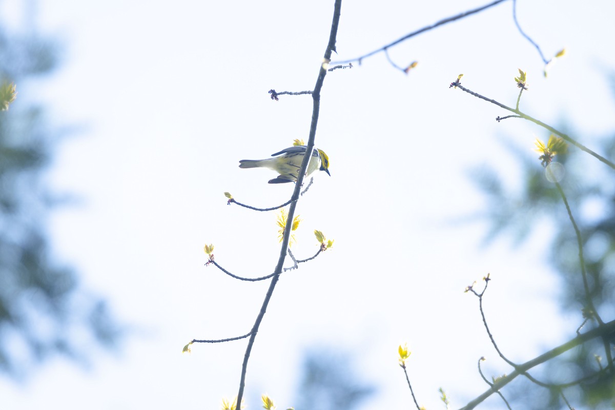 Black-throated Green Warbler - Christy Hyman