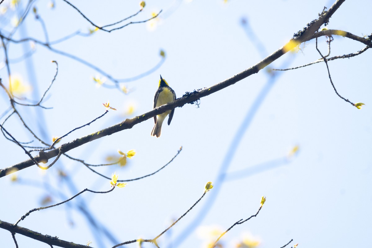 Black-throated Green Warbler - Christy Hyman