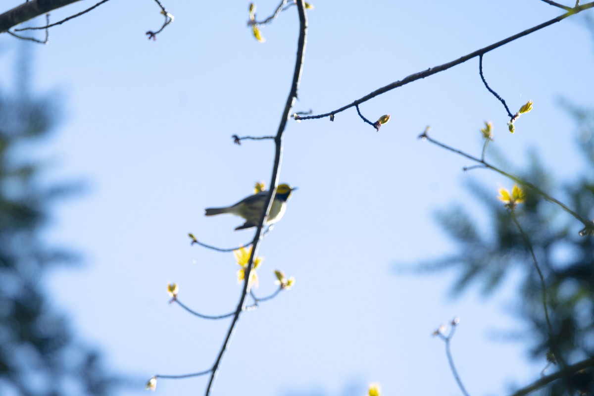 Black-throated Green Warbler - Christy Hyman