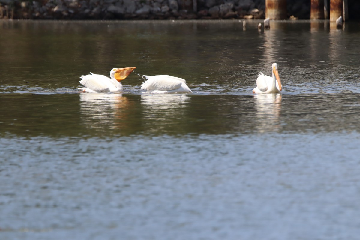 American White Pelican - ML619647461