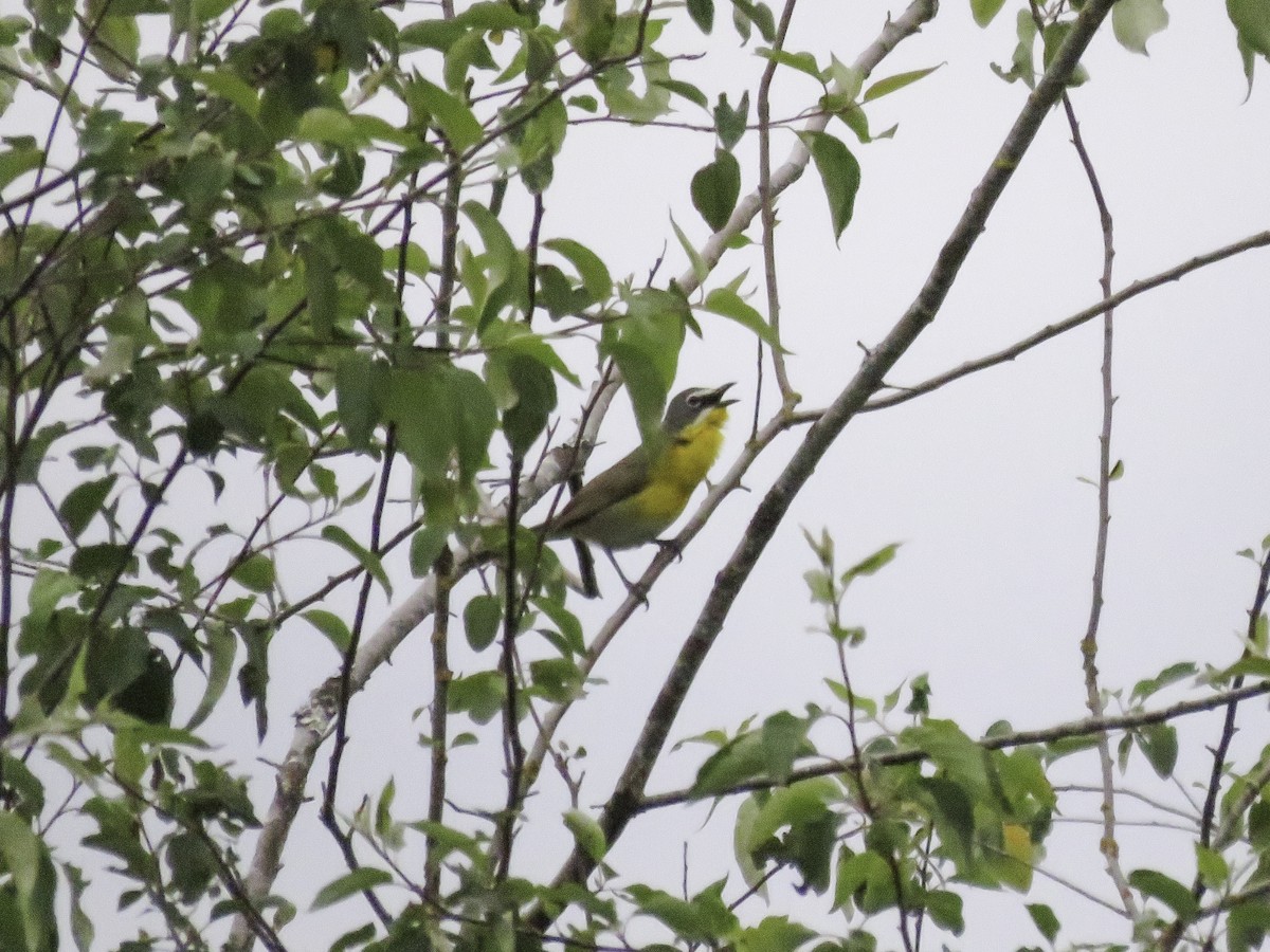 Yellow-breasted Chat - ML619647462