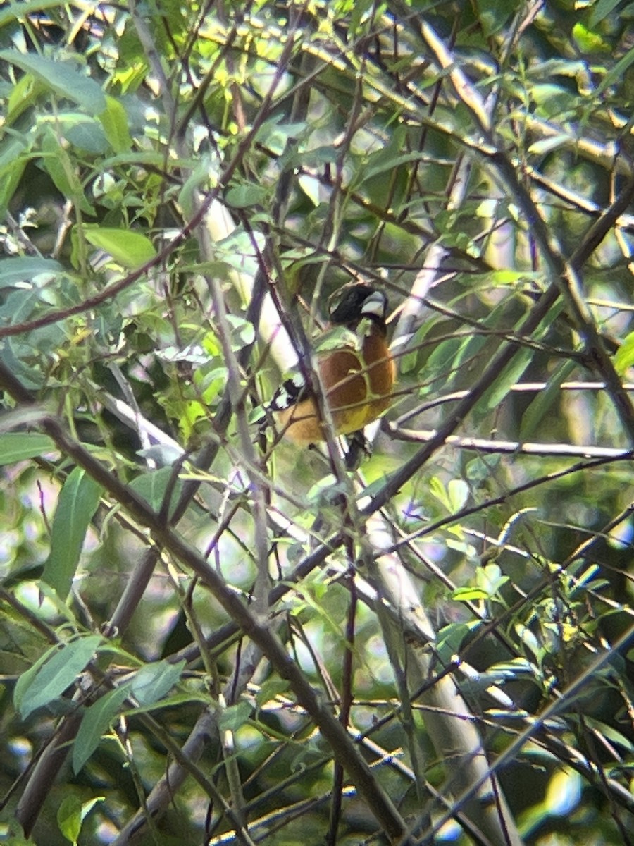 Black-headed Grosbeak - William Pearce