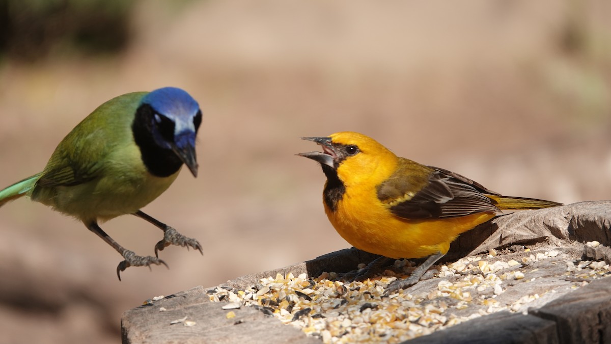 Altamira Oriole - leo wexler-mann