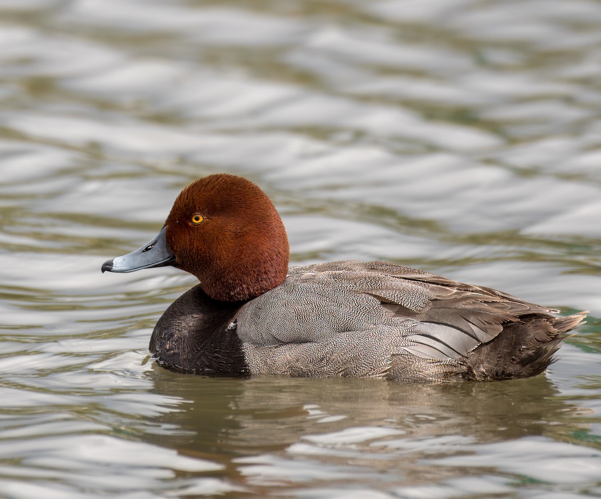 Fuligule à tête rouge - ML619647489